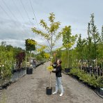 Agát biely (Robinia pseudocacacia) ´FRISIA´ - výška 300-350 cm, obvod kmeňa 6/8 cm, kont. C18L 